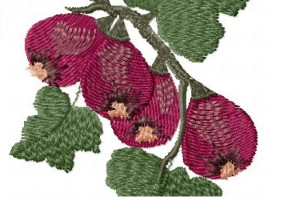 Figs Embroidery Design: A Designer’s Review